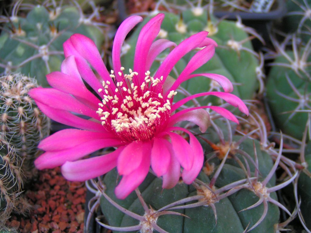 Gymnocalycium carminanthum